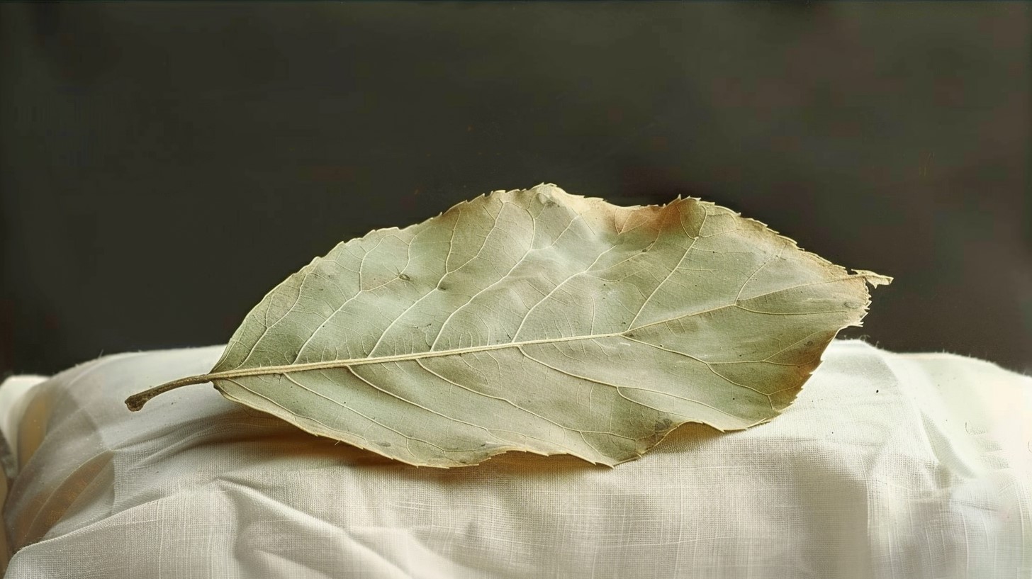 Secrets Révélés 🪄 : Feuille de Laurier sous l'oreiller