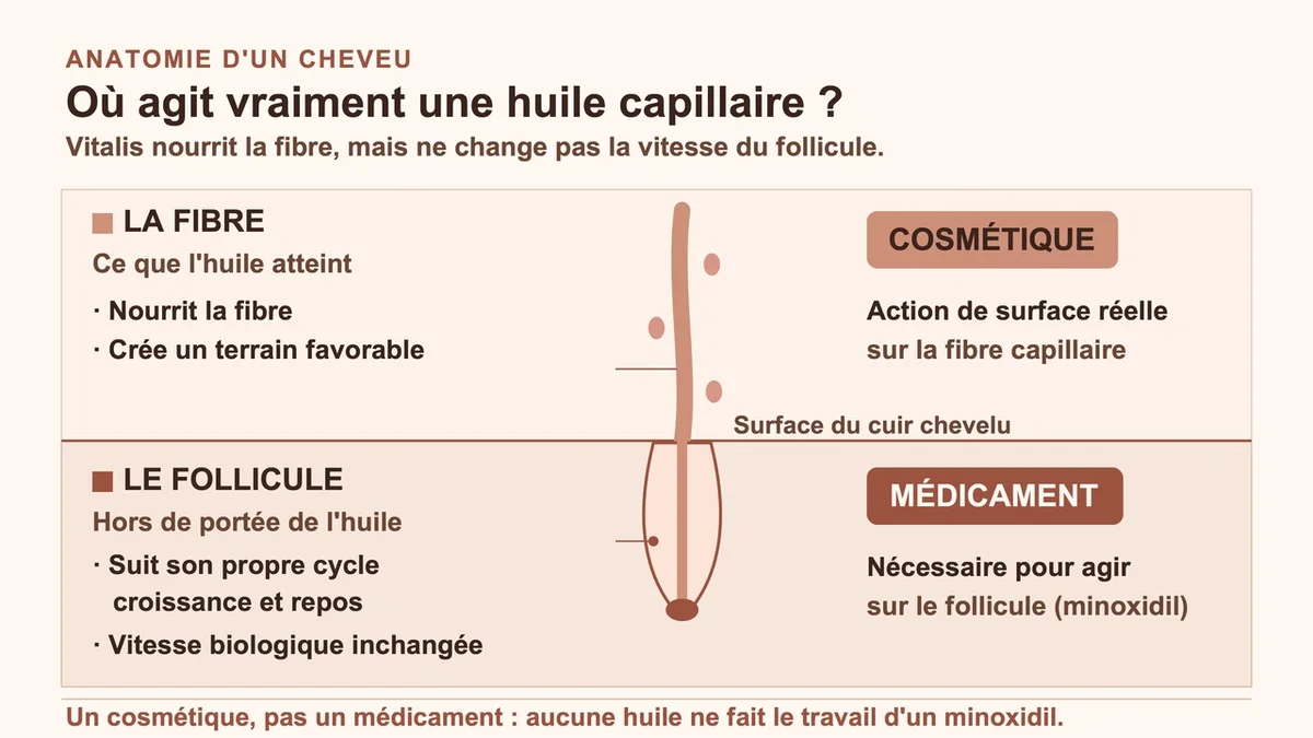 Illustration d'un cheveu en pleine croissance avec des éléments représentant la nutrition capillaire