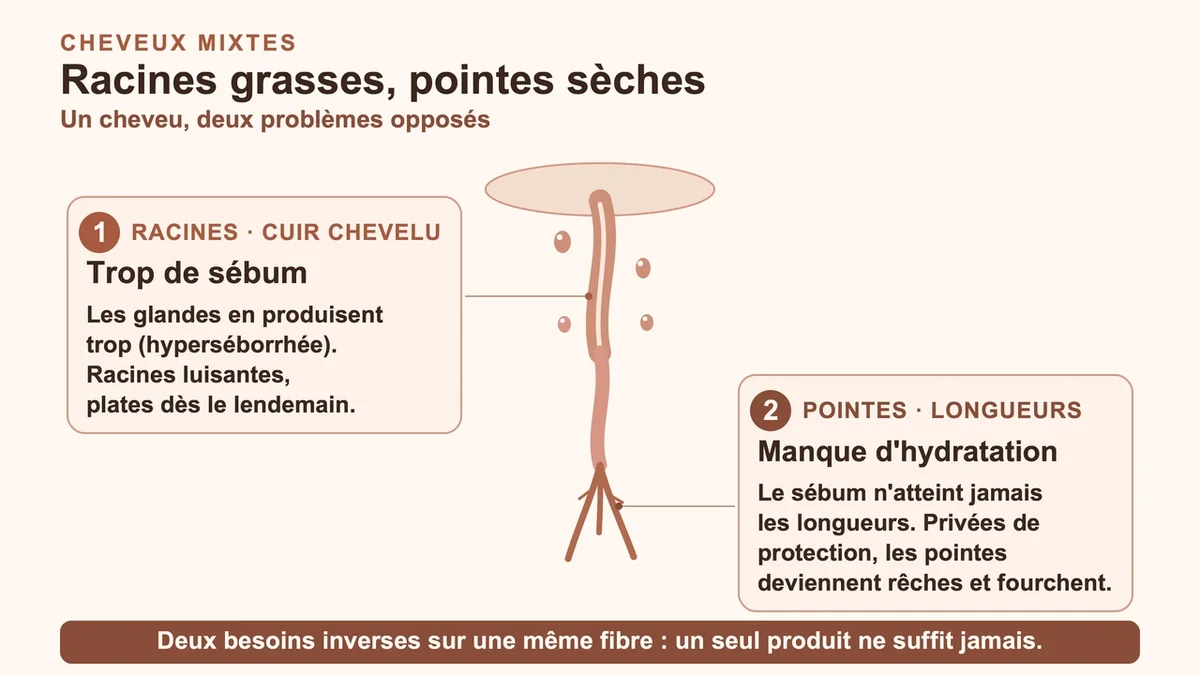 Cheveux montrant des racines grasses et des pointes sèches illustrant un déséquilibre capillaire